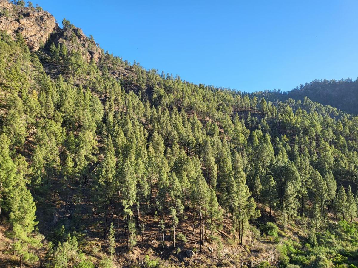 Casa Rural Los Pinares El Juncal De Tejeda Εξωτερικό φωτογραφία